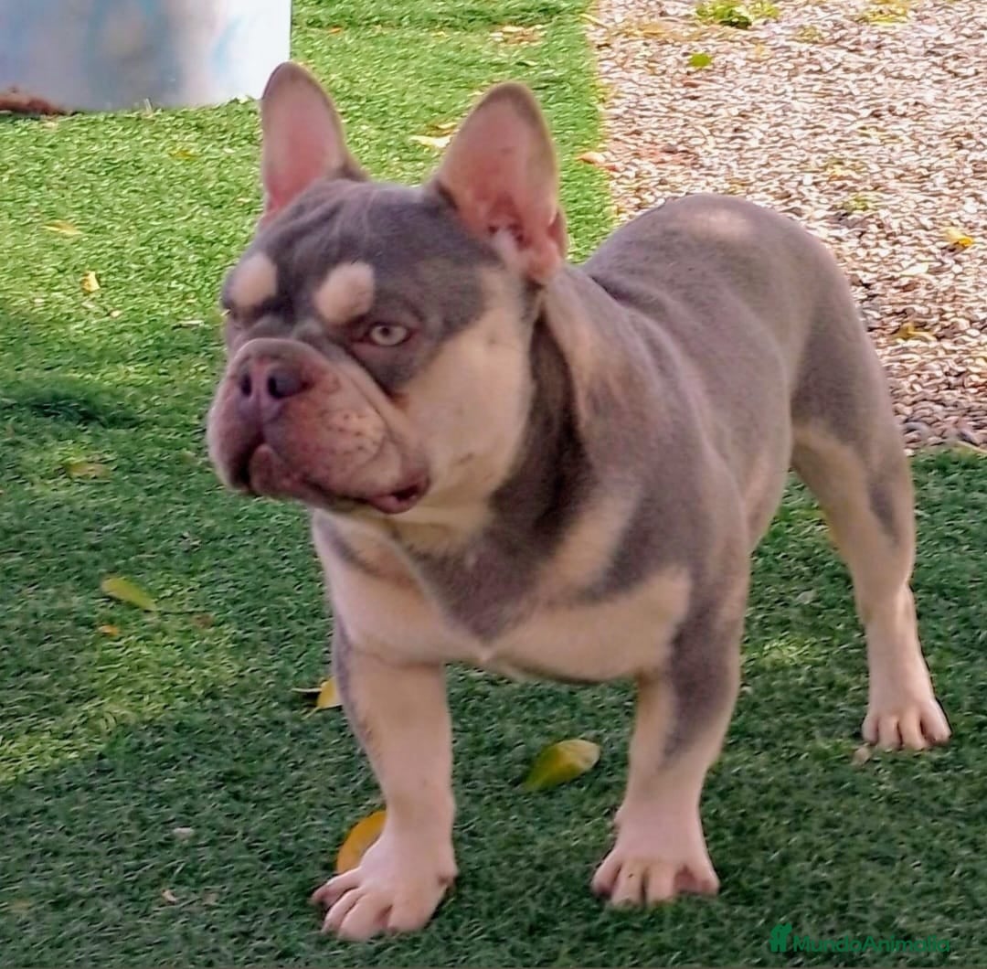 Bulldog Francés perros en venta: Preciosa camada de bulldog francés  - Imagen 6
