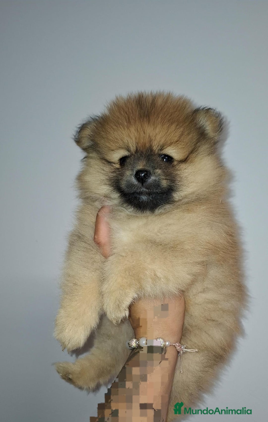 Pomerania perros en venta: Últimos bebes de pomerania - Imagen 8