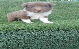 Border Collie perros en venta: Border Collie Merle - Imagen 2