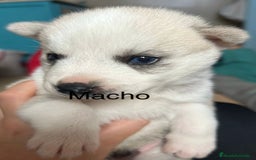 Husky Siberiano perros en venta: HUSKY - Imagen 5