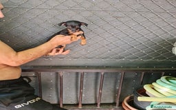 Pinscher Miniatura perros en venta: Mini pinscher  - Imagen 2