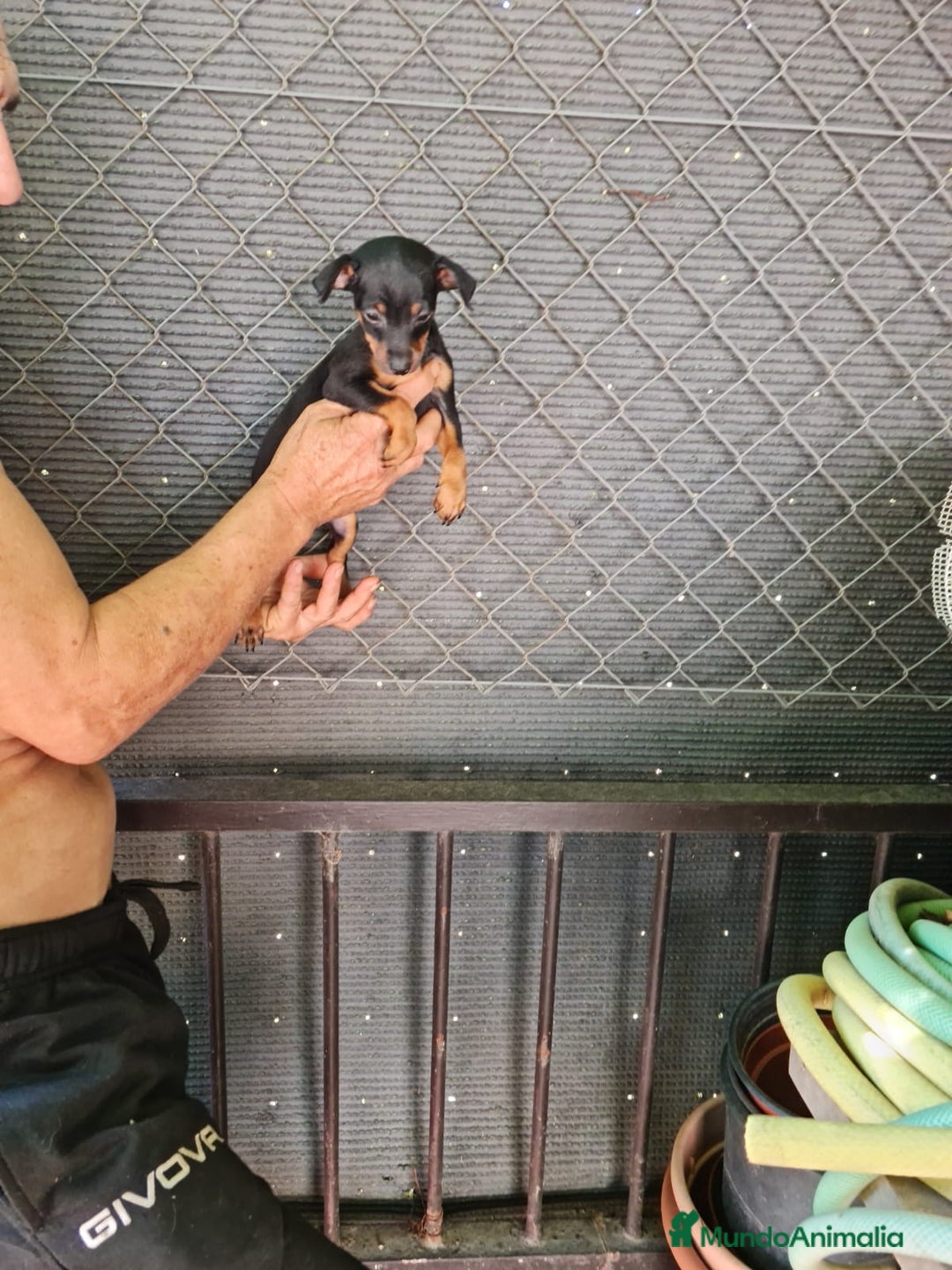 Pinscher Miniatura perros en venta: Mini pinscher  - Imagen 2
