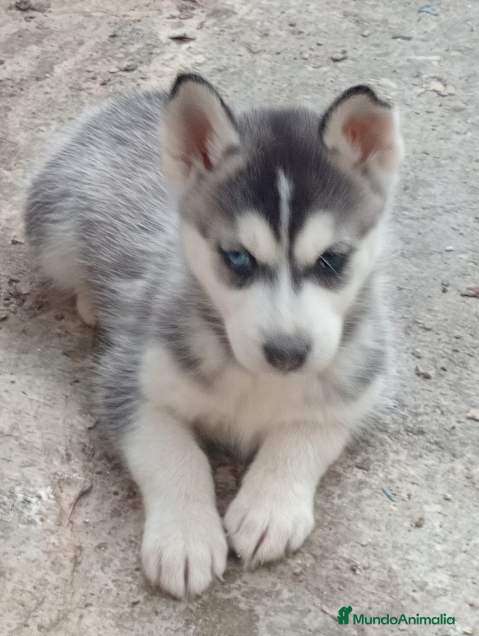 Husky Siberiano perros Husky siberiano  - Anuncio 6