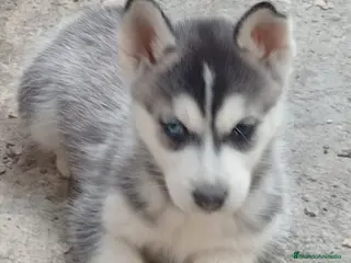 Husky Siberiano perros Husky siberiano - Anuncio 6