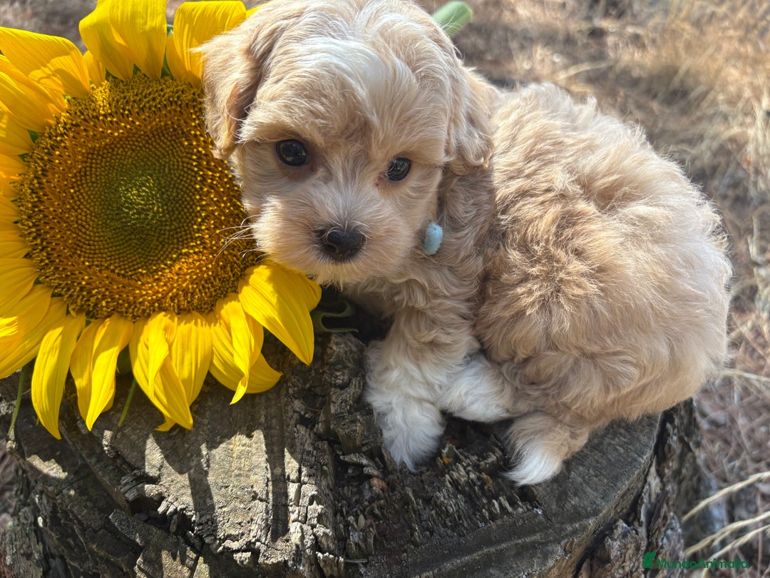 Maltipoo perros en venta: Maltipoo disponible  - Imagen 6