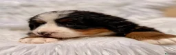 Boyero de Berna perros en venta: ÚLTIMA HEMBRA BOYERO DE BERNA PARA RESERVAR - Anuncio 5
