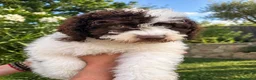 Perro de Agua Español perros en venta: Perros de aguas de calidad  - Anuncio 1