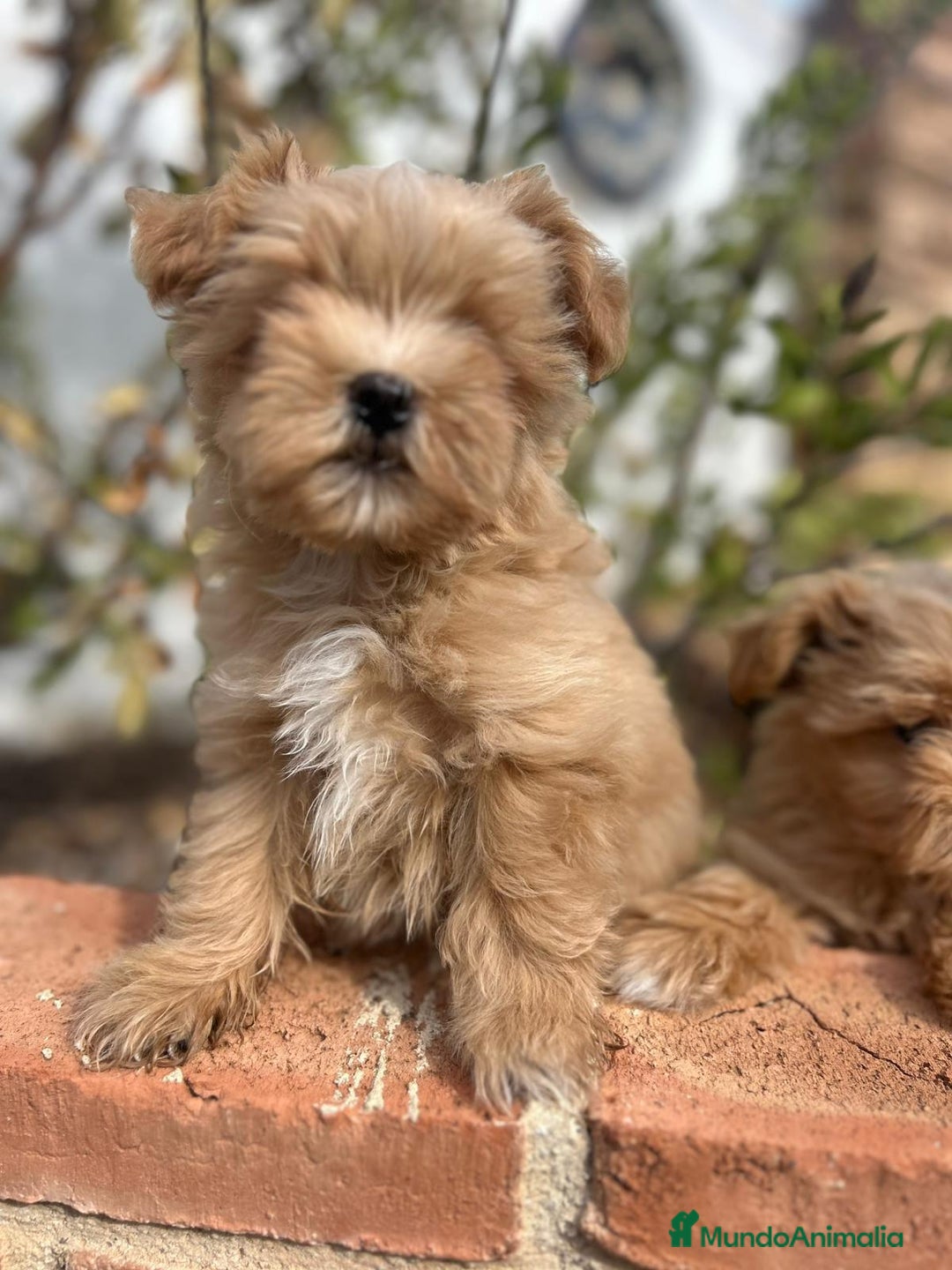 Maltipoo perros en venta: EJEMPLARES DE MALTIPOO  - Imagen 2