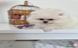 Pomerania perros en venta: Pomeranias muy bonitos !!! - Imagen 8