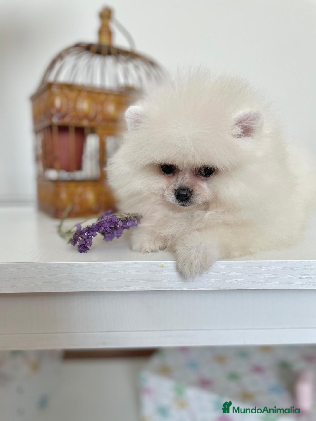 Pomerania perros en venta: Pomeranias muy bonitos !!! - Imagen 8