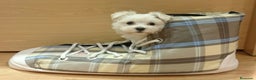 Bichón Maltés perros en venta: Bichón Maltés en Barcelona - Anuncio 3