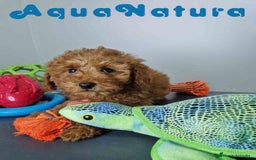 Caniche Enano perros en venta: Caniche Hembra DCD 5774 AQUANATURA - Imagen 9