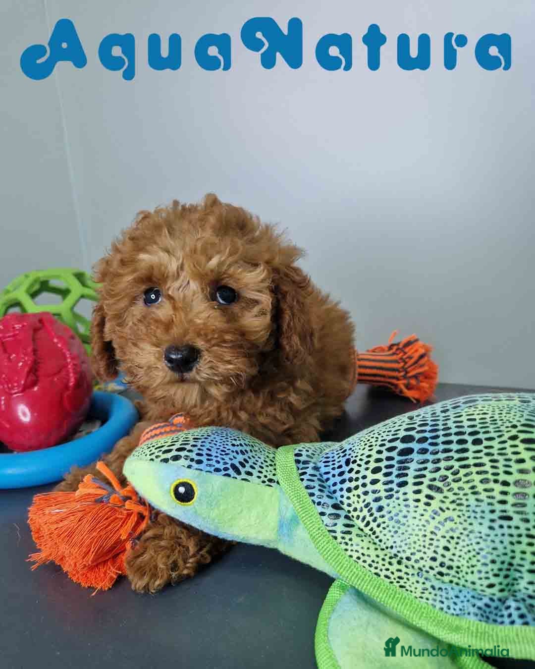 Caniche Enano perros en venta: Caniche Hembra DCD 5774 AQUANATURA - Imagen 9