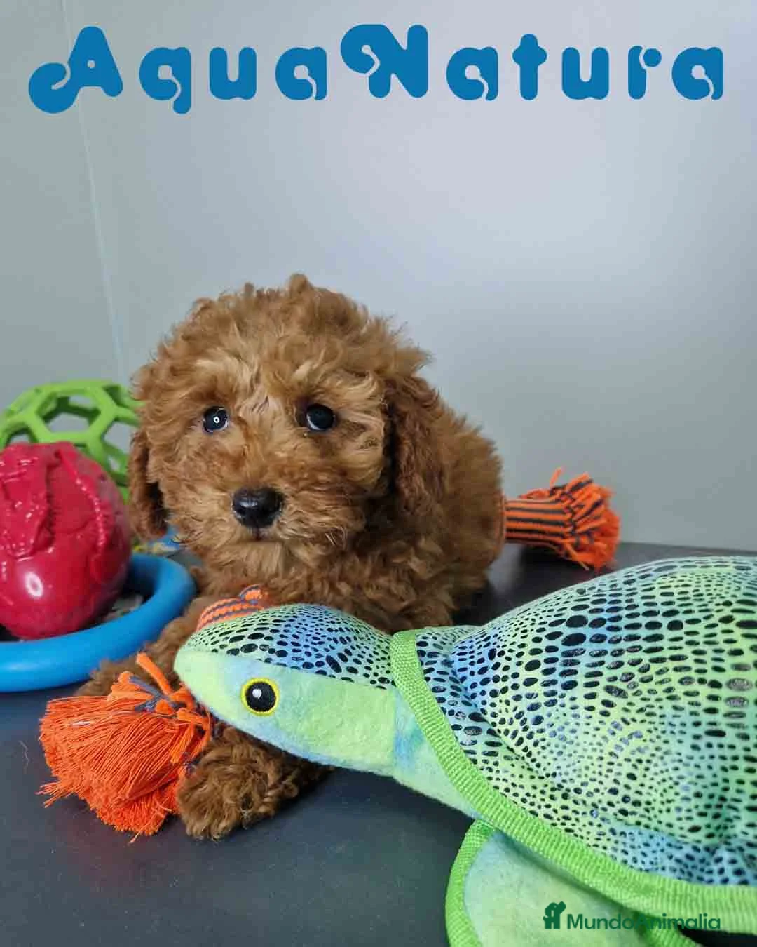 Caniche Enano perros en venta: Caniche Hembra DCD 5774 AQUANATURA - Anuncio 9