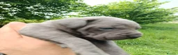Cane Corso perros en venta: Cane Corso  - Anuncio 2