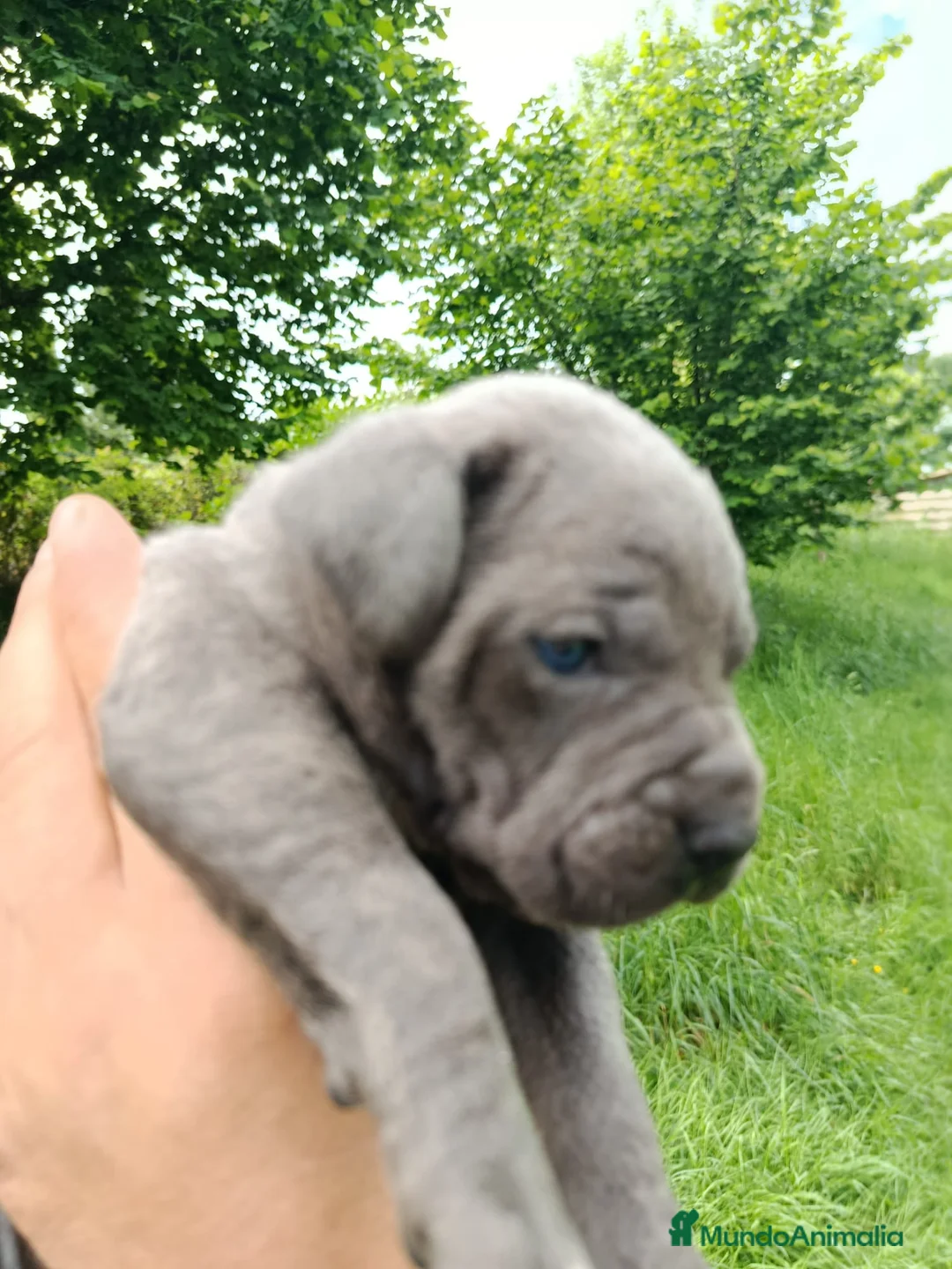 Cane Corso perros en venta: Cane Corso  - Anuncio 2