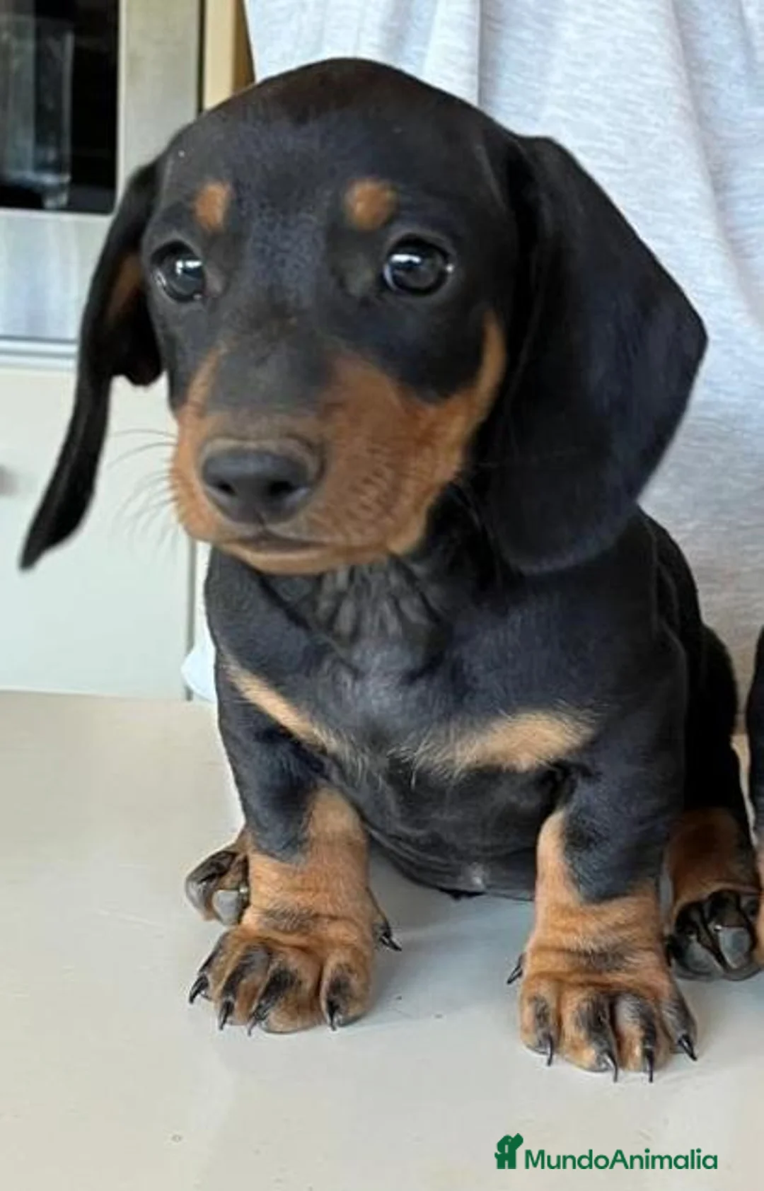 Teckel Miniatura perros en venta: Teckel  - Anuncio 1