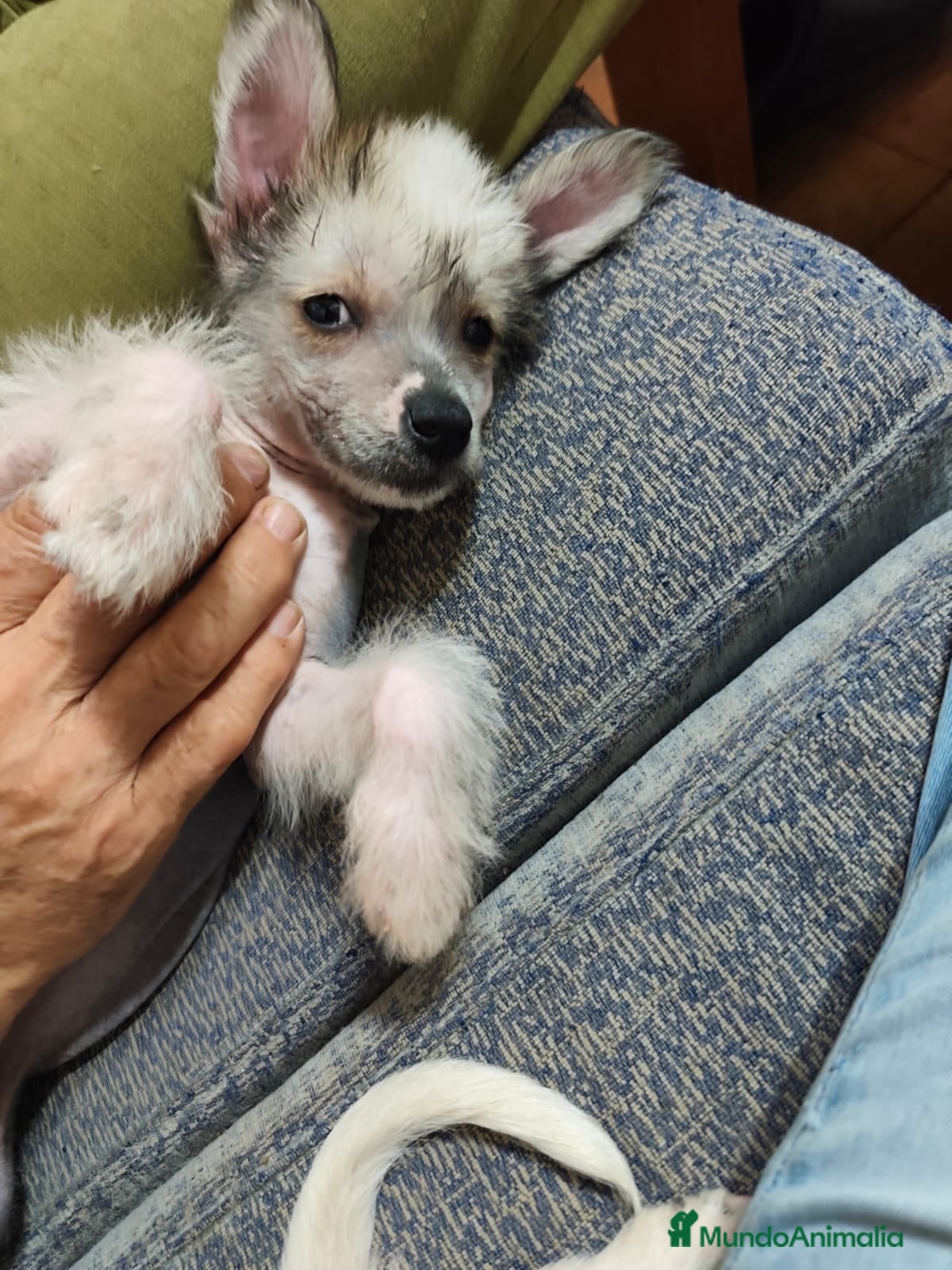 Perro Crestado Chino perros Crestado chino - Anuncio 1