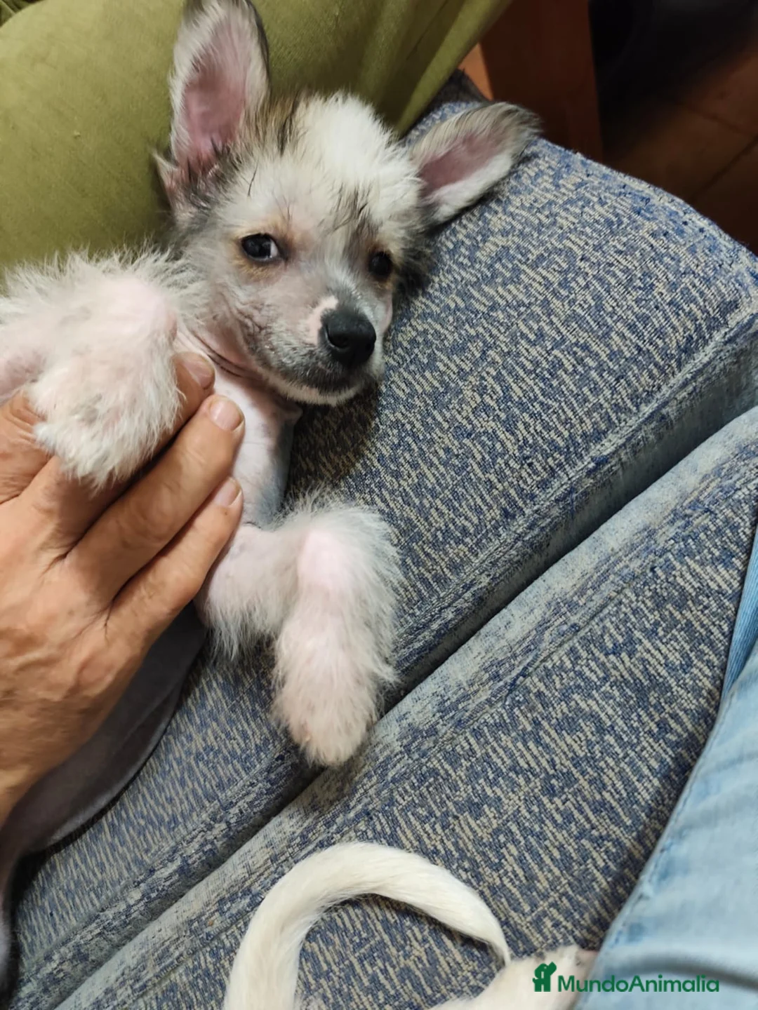 Perro Crestado Chino perros en venta: Crestado chino - Anuncio 1