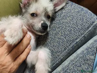 Perro Crestado Chino perros Crestado chino - Anuncio 1