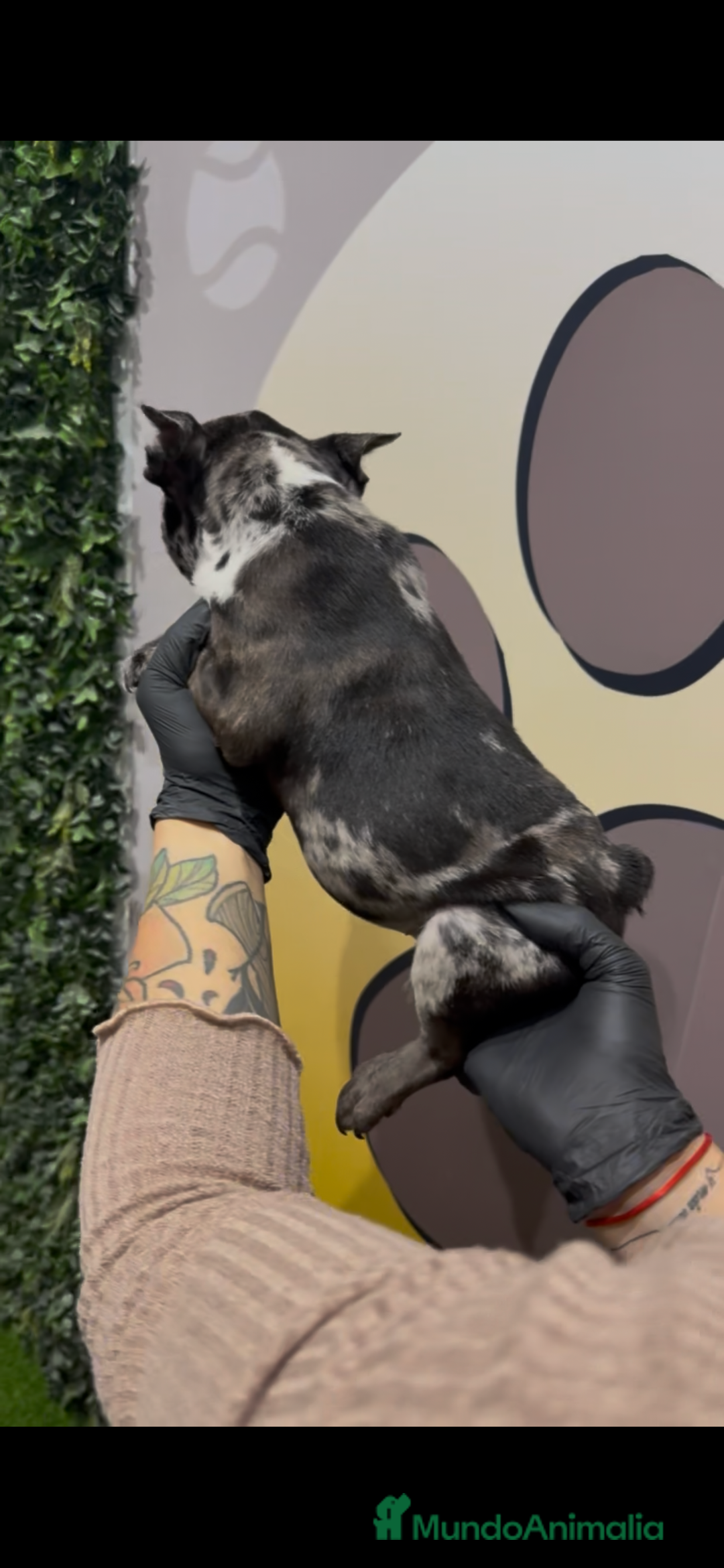 Bulldog Francés perros en venta: Bulldog francés bebe Merle exotico - Anuncio 3