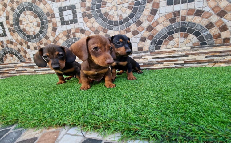 Teckel Miniatura perros - Propaganda 1