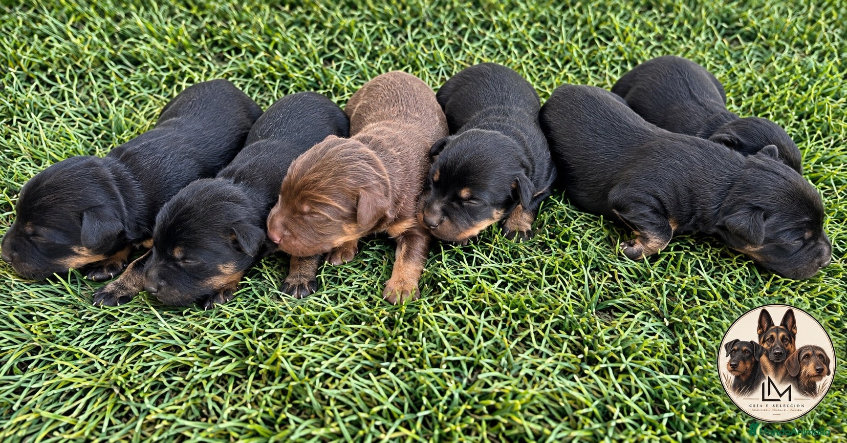 Terrier Alemán de Caza perros Jagd Terrier Sevilla. - Anuncio 1