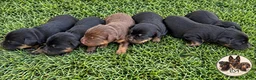 Terrier Alemán de Caza perros en venta: Jagd Terrier Sevilla. - Anuncio 1