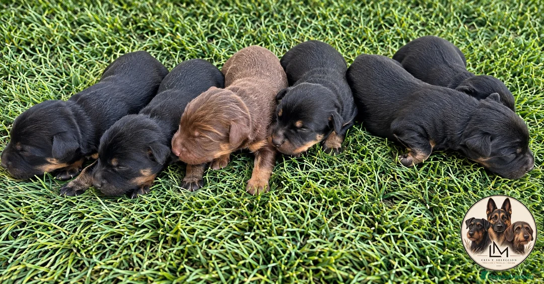 Terrier Alemán de Caza perros en venta: Jagd Terrier Sevilla. - Anuncio 1