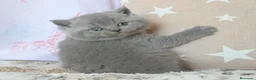Británico de Pelo Corto Azul gatos en venta: 🐾 Gatitos British Shorthair Azules Exclusivos🐾 - Anuncio 8