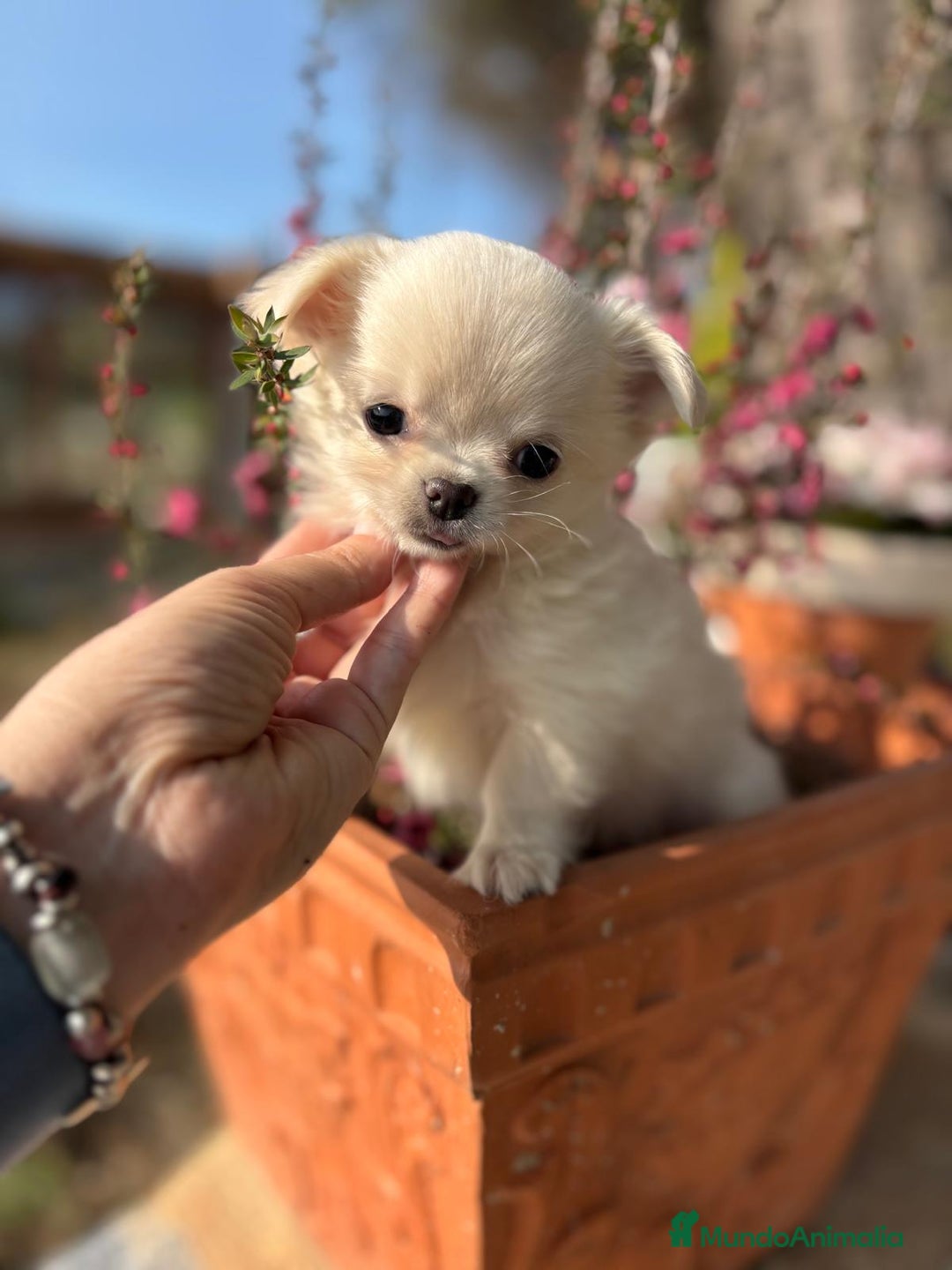 Chihuahua perros en venta: Chihuahuas macho pelito largo!!! - Anuncio 2