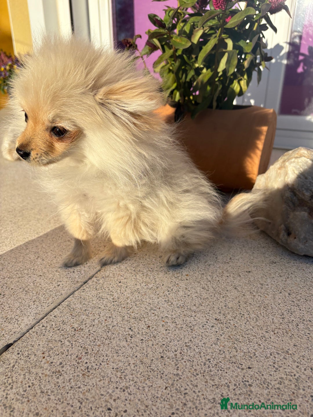 Pomerania perros en venta: Lulu Pomerania Micro Toy  - Anuncio 10