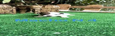 Jack Russell Terrier Macho N4
