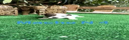 Jack Russell Terrier perros en venta: Jack Russell preciosos cachorros disponibles  - Anuncio 3