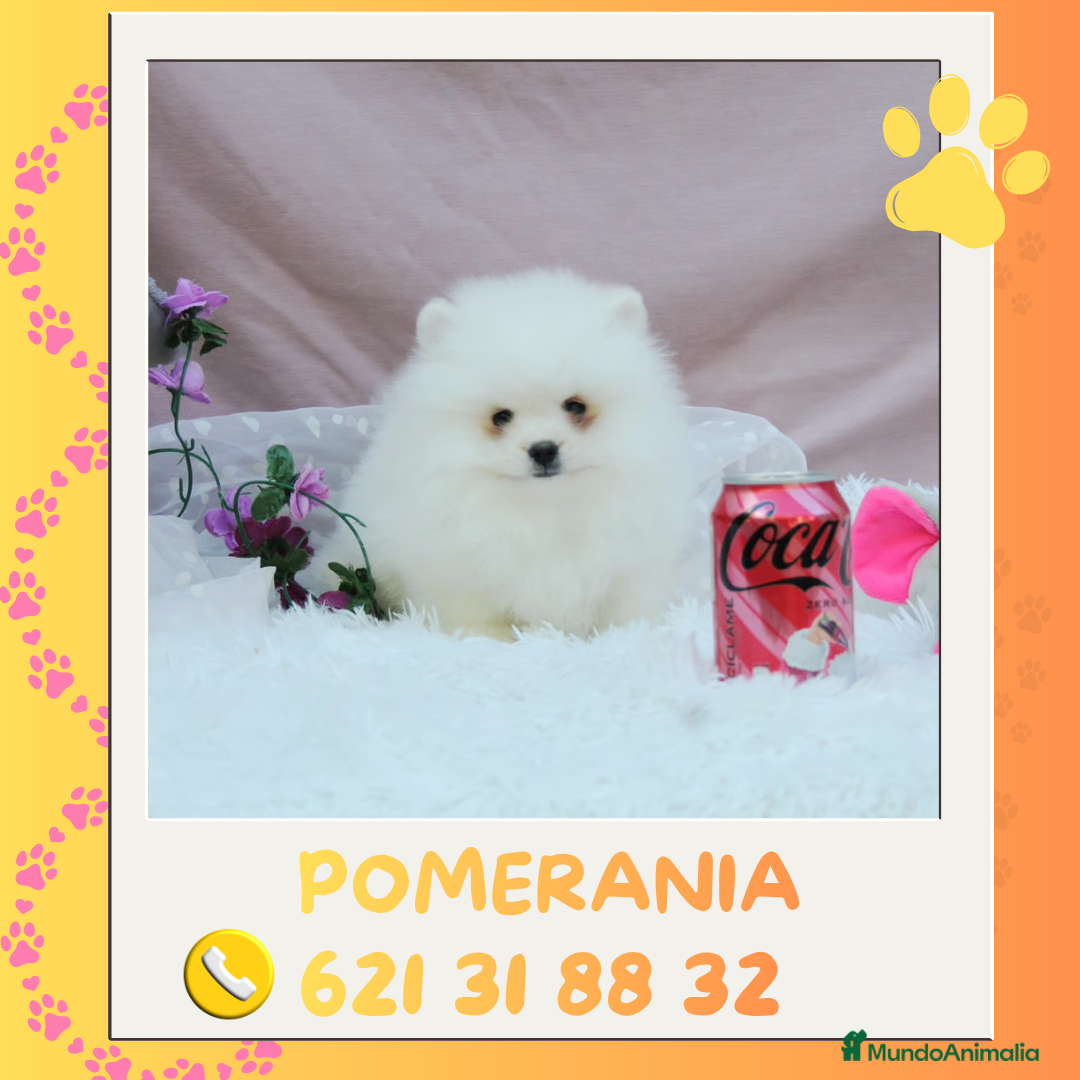 Pomerania perros Preciosos pomeranias enanos 🧸 - Anuncio 2