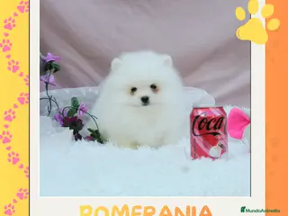 Pomerania perros Preciosos pomeranias enanos 🧸 - Anuncio 2