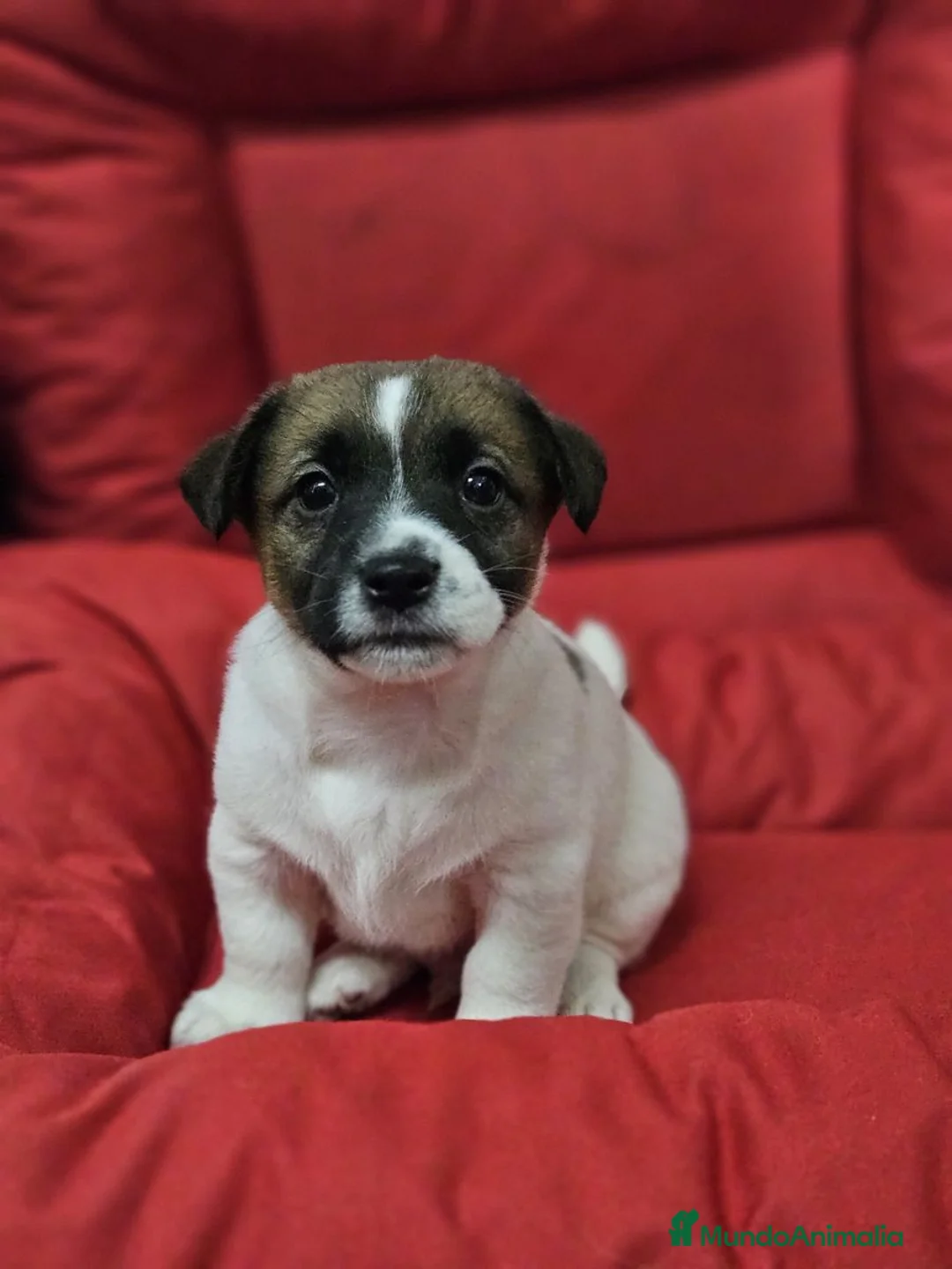 Jack Russell Terrier perros en venta: Preciosos cachorros Jack Russell - Anuncio 4