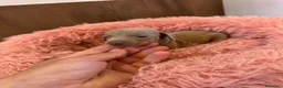 Teckel Miniatura perros en venta: teckel  - Anuncio 5