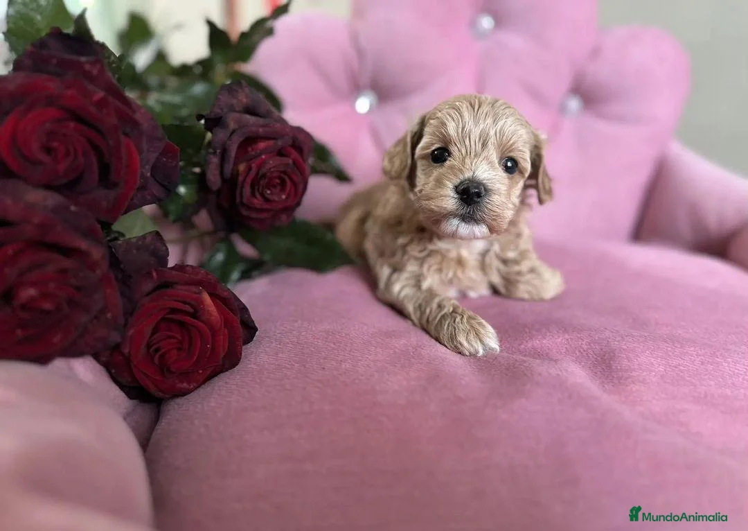 Maltipoo perros en venta: Maltipoo preciosos  - Anuncio 6
