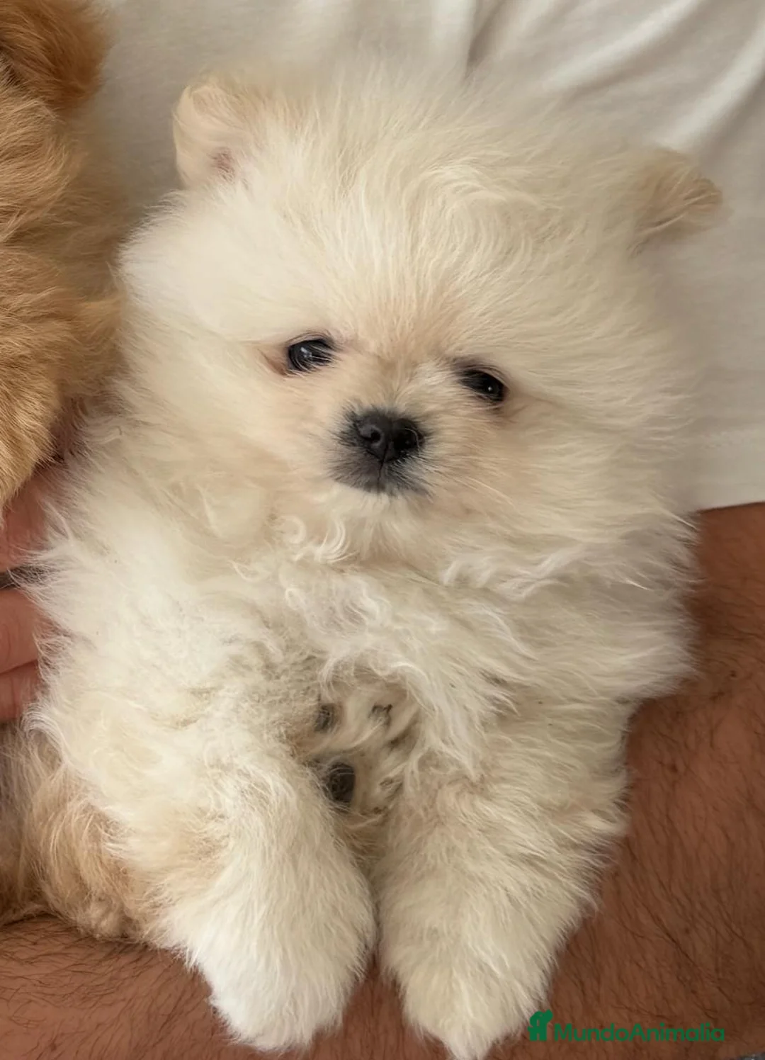 Pomerania perros en venta: Cachorros Pomerania criados en ambiente familiar - Anuncio 2