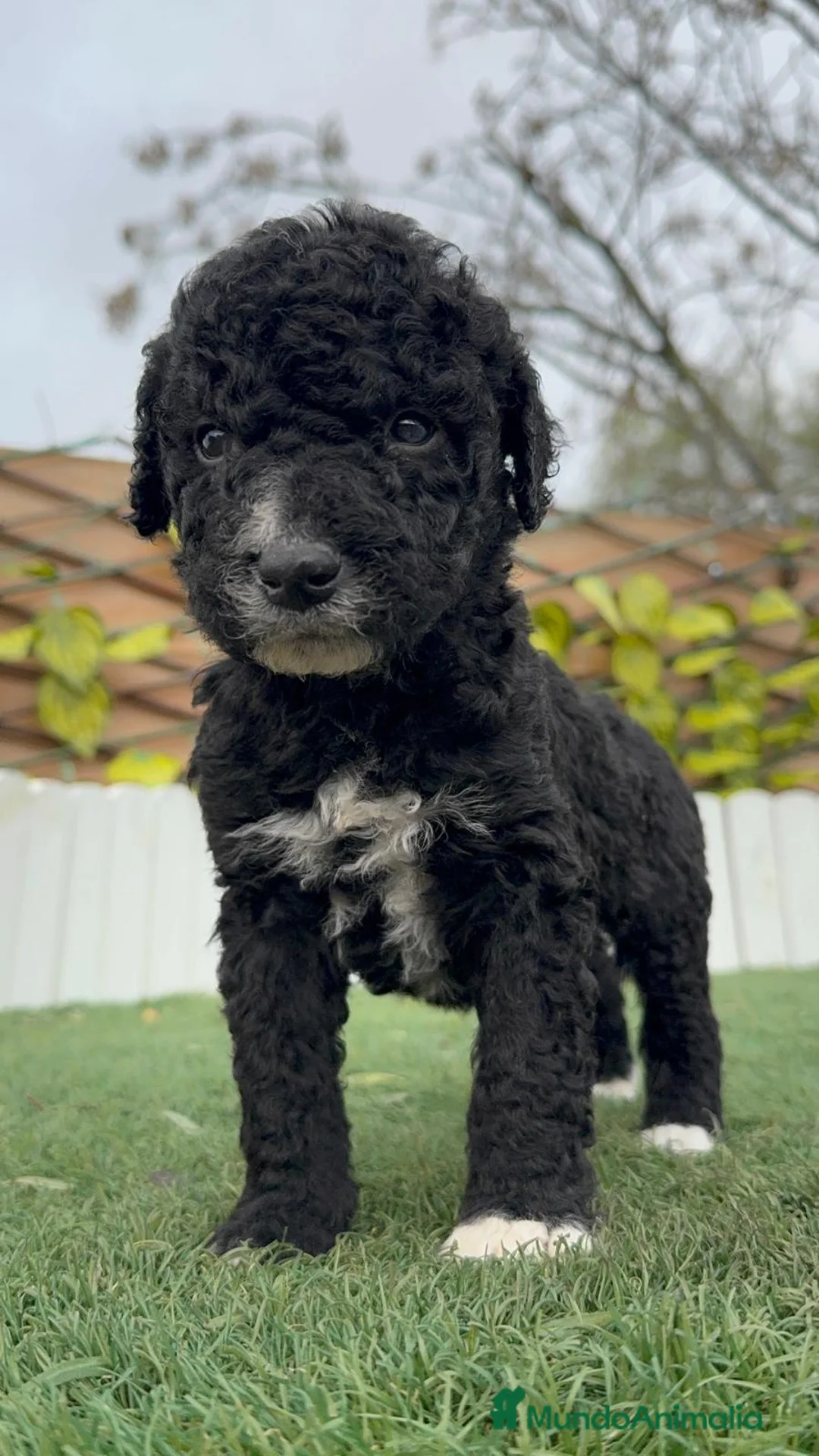 Perro de Agua Español perros en venta: PERRO DE AGUA ESPAÑOL - Anuncio 7