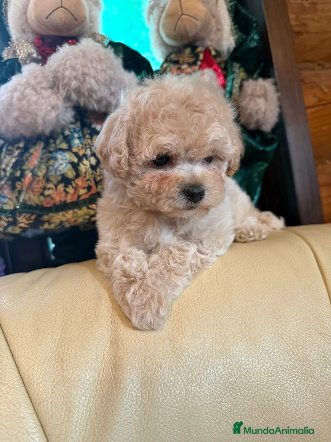Maltipoo perros en venta: Línea coreana  - Anuncio 2