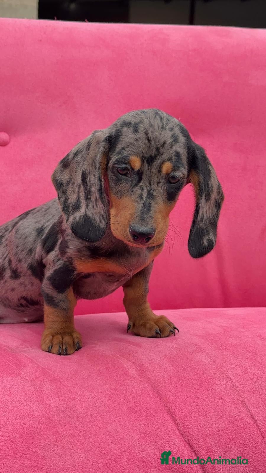 Teckel Miniatura perros Teckel Mini ♂️♀️🌈🌈♂️♀️🌈♂️♀️🌈 - Anuncio 5