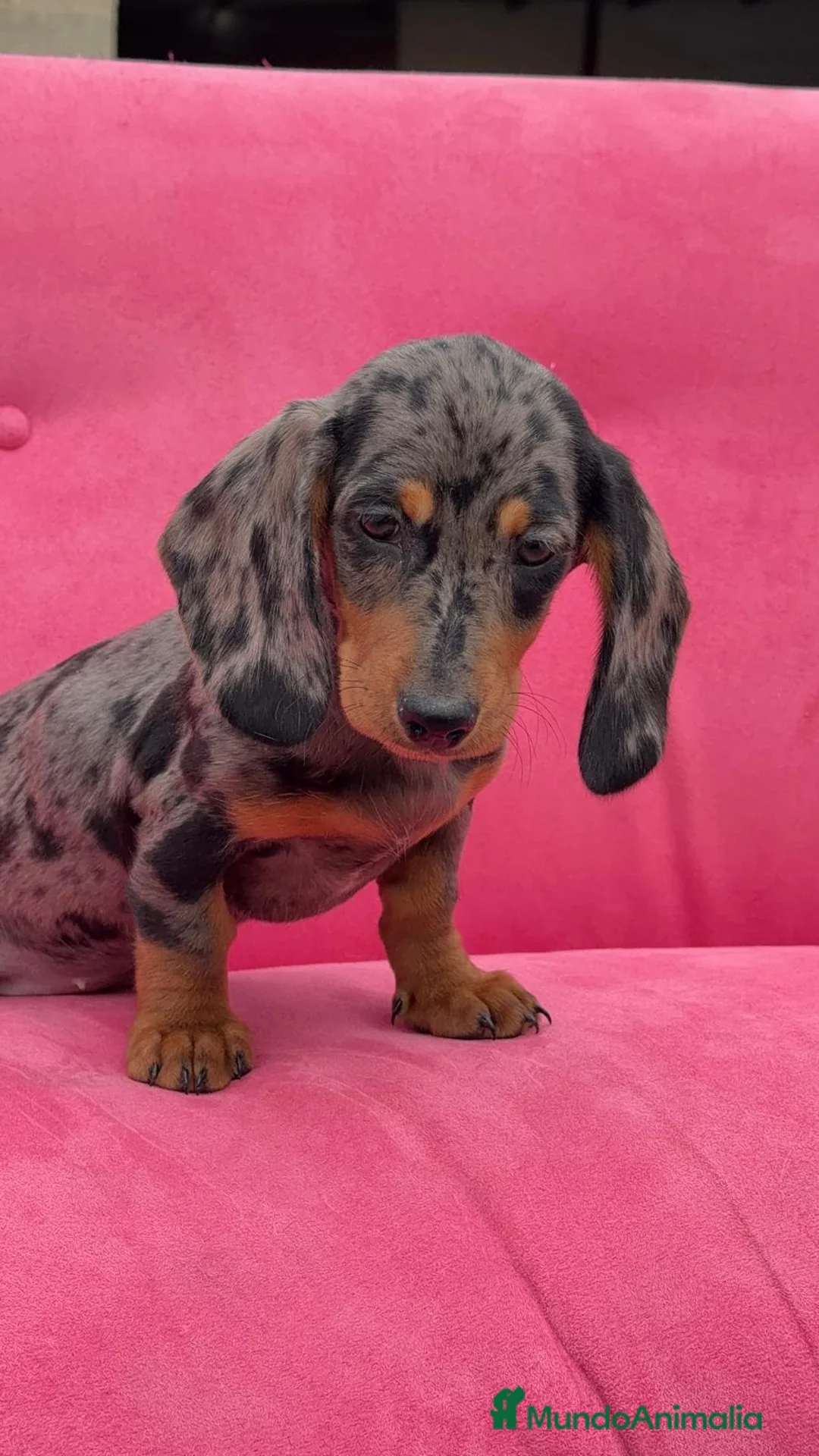 Teckel Miniatura perros en venta: Teckel Mini ♂️♀️🌈🌈♂️♀️🌈♂️♀️🌈 - Anuncio 1