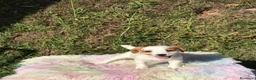 Jack Russell Terrier perros en venta: Jack Russell Terrier - Anuncio 8