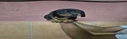 Teckel perros en venta: Teckel arlequín y negro  en Girona - Anuncio 4