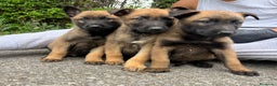 Pastor Belga Malinois perros en venta: Pastor belga malinois  - Anuncio 8