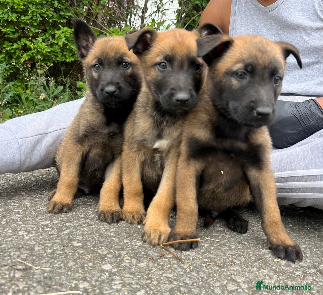 Pastor Belga Malinois perros en venta: Pastor belga malinois  - Anuncio 8