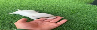 Jack Russell Terrier 3