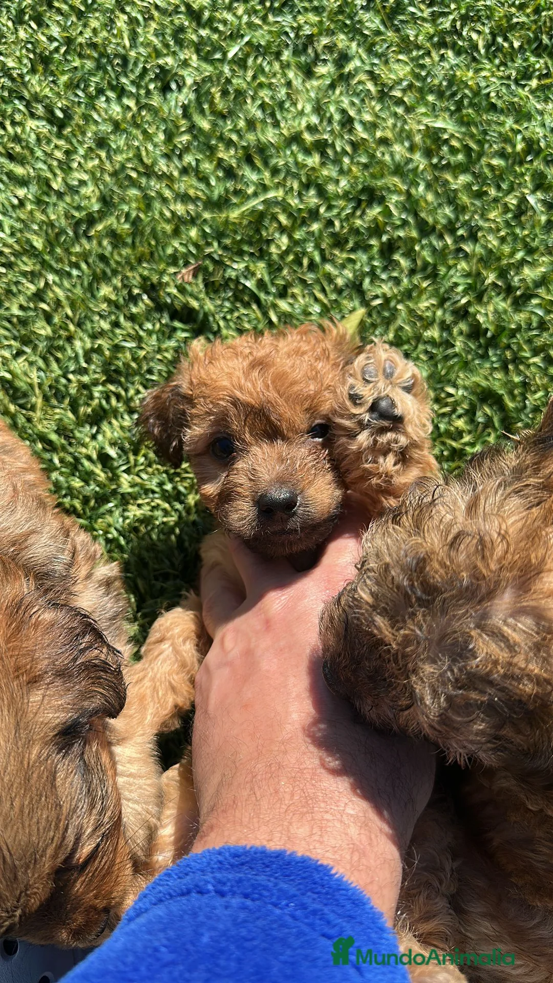 Yorkiepoo perros en venta: Yorkiepoo mini  - Anuncio 7